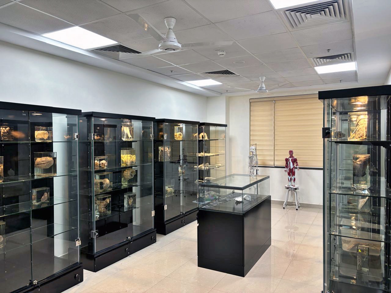 Medical Display Cases